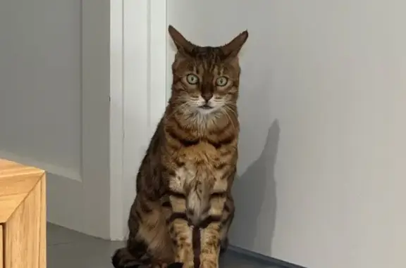 Lost Bengal Cat: Help Find Gucci!