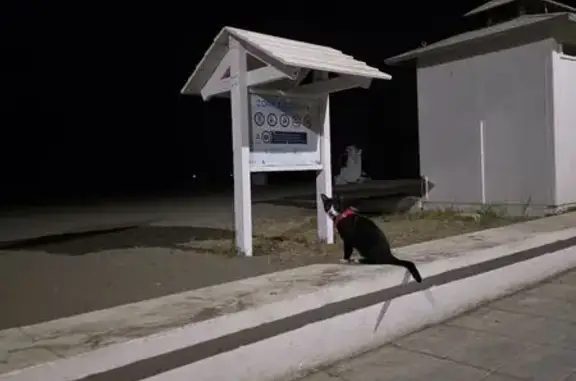 Gatita Michu Perdida en Torrox Costa