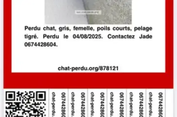 Chat perdu, Sérignan, photo: Chat perdu Rue Michel Dorr, Sérignan