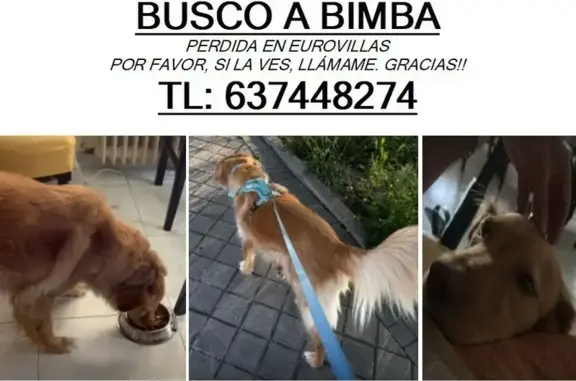 Perro Perdido: Mestiza Golden en Nuevo Baztán