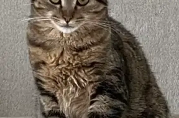 Chatte tigrée perdue à Nevers - photo