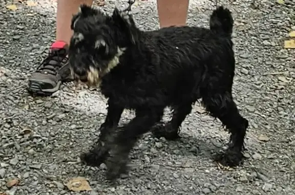 Chien noir perdu, mâle 14 ans, Séméac - photo