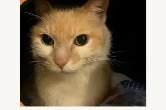 Gatos perdidos, Mataro, foto: ¡Gato Perdido! Blanco y Naranja en Mataró