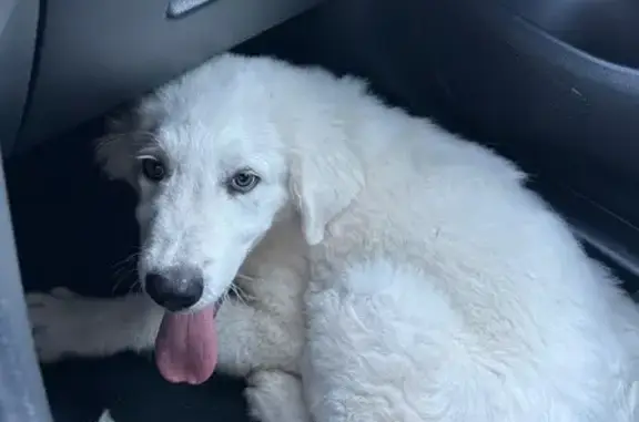 Chien trouvé Saint-Pierre-de-Chandieu, photo: Chiot errant trouvé sur la Route de Valencin