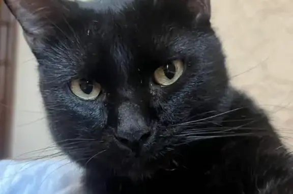 ¡Gato Negro Perdido con Collar Rojo en Celaya!