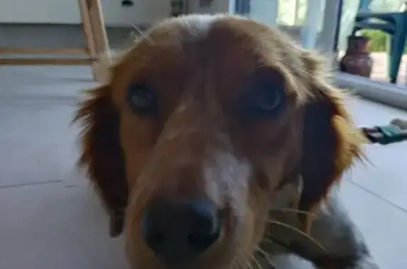 Chien trouvé Guérande, photo: Chien trouvé : épagneul breton cœur marqué
