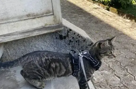 Animaux trouvés , photo: Chat perdu : gris zébré, 3.5 kg, timide