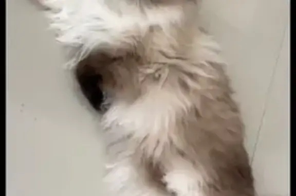 Fluffy Dark-Faced Cat Lost in Liverpool