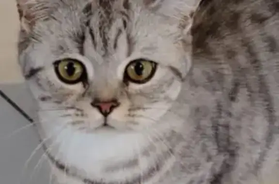 Animaux perdus Pontivy, photo: Chat perdu, yeux jaunes maquillés, Pontivy