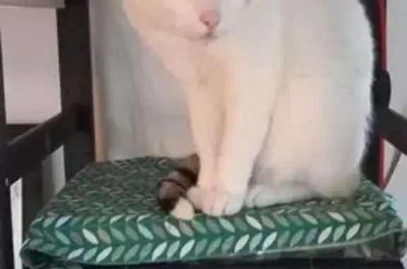 Animaux trouvés Saint-Brevin-les-Pins, photo: Chat perdu : blanc tacheté, queue tigrée