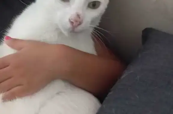 Gato Perdido: Ojos Verdes en Mijas