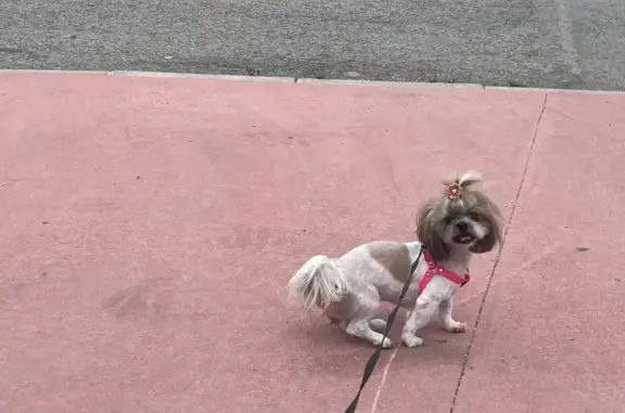 ¡Recompensa! Perdida perrita Kiara en Lorquí