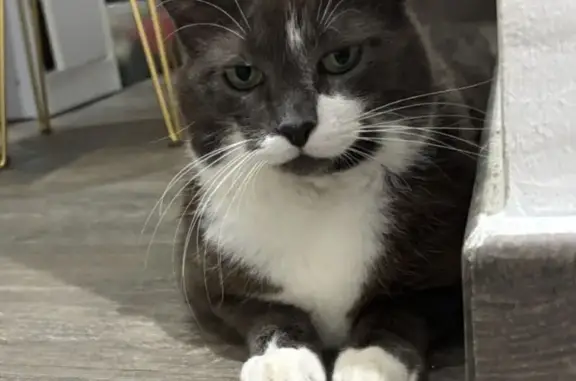 Animaux perdus La Ciotat, photo: Chatte grise et blanche perdue, La Ciotat