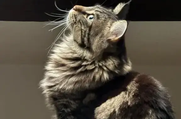 Chat perdu : Spike, tigré noir et gris - photo