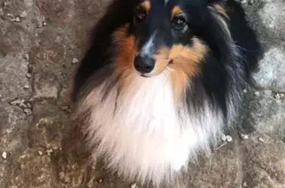 Chien perdu Saint-Quentin-la-Poterie, photo : Chien perdu : Berger de Shetland 5 ans