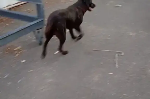 Chien trouvé Le Pellerin, photo: Chien labrador noir trouvé au Pellerin