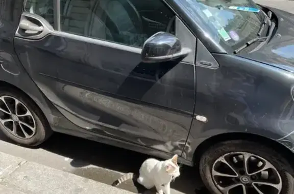 Chat trouvé rue de Courcelles, Paris - photo