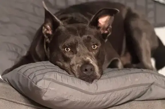 Help Find Zus: Lost Gray American Bully