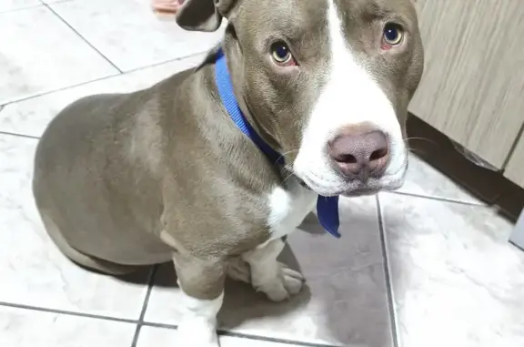 cachorro desaparecida