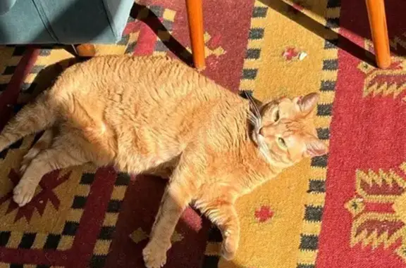 Lost Chubby Orange Tabby on Addison St