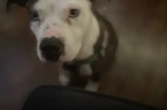 Lost and found pets Jacksonville, photo: Lost Dog Rosie: Pink Camo Collar, Friendly
