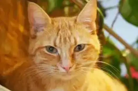 Chatte tigrée rousse perdue, Rue Robert - photo