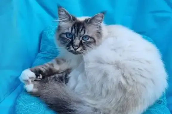 Chat perdu, La Souterraine, photo: Chatte perdue, Sacré de Birmanie, La Souterraine