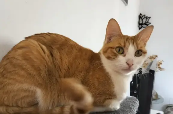 Gatos perdidos, Murcia, foto: Gato Perdido: Amarillo y Blanco en Murcia