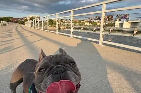 Missing dog Green Bay, photo: Lost Grey French Bulldog - Green Bay