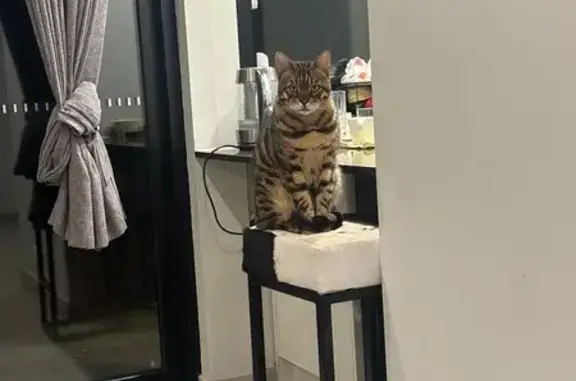 Lost Brown Bangle Cat: Reward Offered!