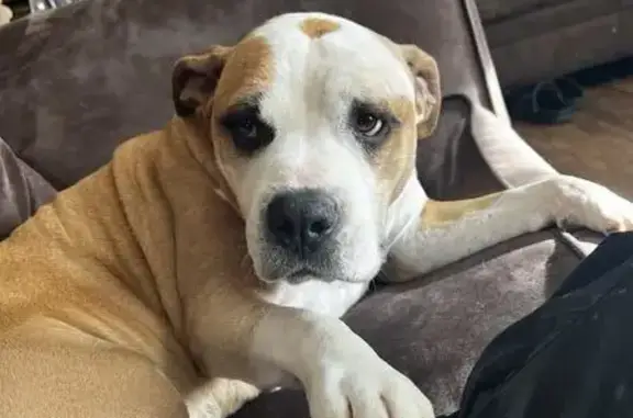 Lost Dog on Harold Drive, Nashville