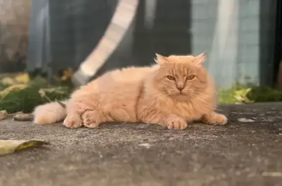 Chat roux perdu, craintif et malade - photo