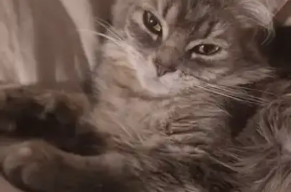 Lost and found pets Bluff City, photo: Lost Grey Cat: Shaved Belly, Green Eyes