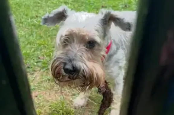Lost Mini Schnauzer in West Jefferson