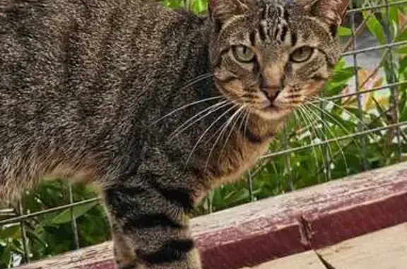 Chat perdu : Kooki, tatouage 