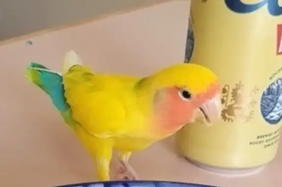 Lost Parrot: Yellow & Red, Cro...