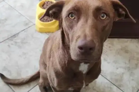 Lost Brown Pointer: South Lorena St, LA