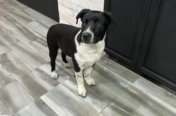 Friendly 7-Month-Old Spotted Dog Lost