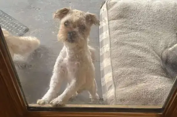 Lost Dog Angus: Blue Collar, Underbite