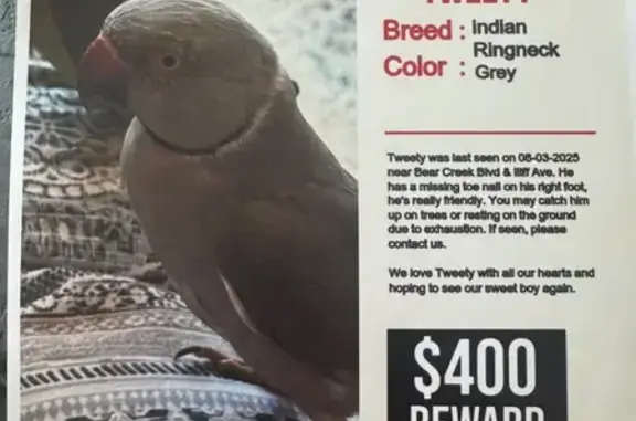 Lost pets Lakewood, photo: Lost Friendly Bird 'Tweety' in Lakewood