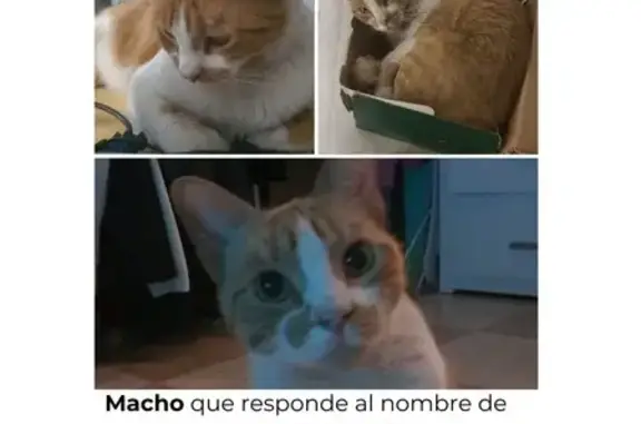 Animales perdidos Ciudad Nezahualcoyotl, foto: ¡Gato Naranja Perdido en Ciudad Neza!