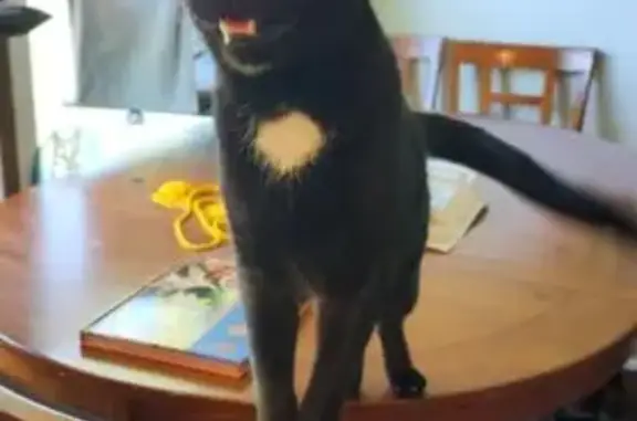 Lost Black Cat: White Diamond on Chest