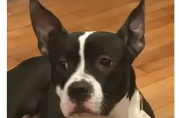 Lost Dog: White/Brindle, Ecorse Area