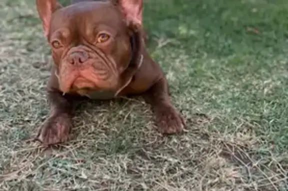 Lost Frenchie: Lala, North Vagedes Ave