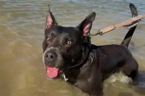 Lost Nervous Gray-Blue Dog in Houston