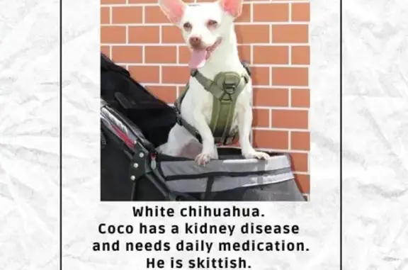 Lost Chihuahua: Coco Needs Medication