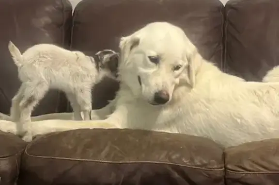 Lost Akbash Dog: Large & Friendly in AL
