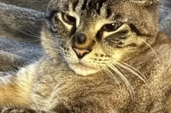 Help Find Dustin: Cross-Eyed Cat Lost!