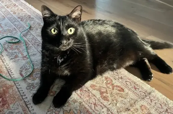 Help Find Pippin: Lost Black Cat in MD