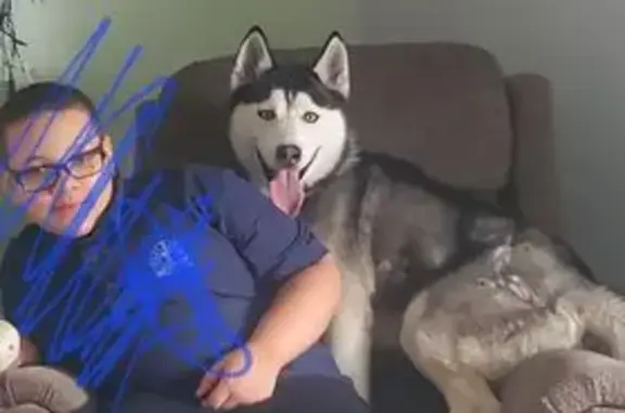 Lost Hyper Dog on Northline Road, Taylor